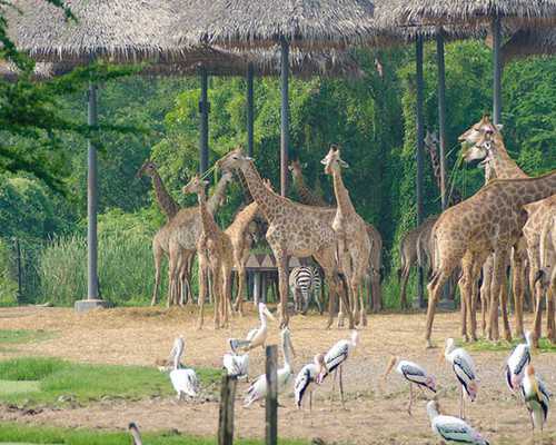 内膜炎怎么调理恢复快？慢性子宫内膜炎可以治好吗？*试管代生子