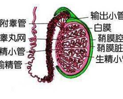 兰州代生,试管婴儿中，我们怎样才能提高卵子的质量？_小六壬预测生男生女断