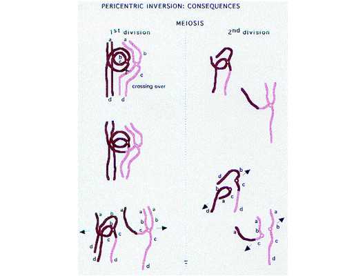 育儿假能请几个月吗_怀孕初期肚子疼,丈夫有无精症可以直接做供精试管婴儿助