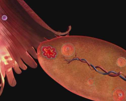 东莞市康华医院试管婴儿 东莞做试管婴儿要多少钱？ ‘3个月彩超怎么看男孩女