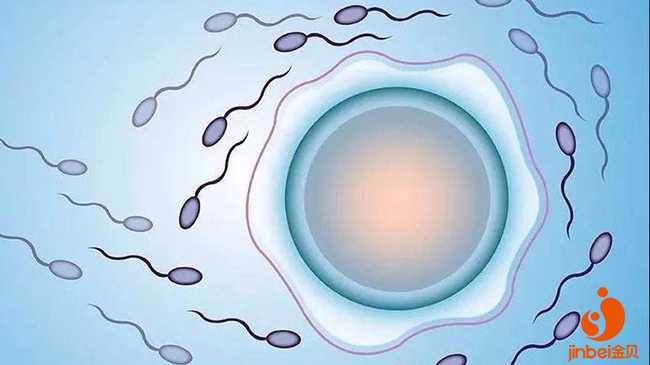 肇庆卵巢早衰代孕包成功_肇庆代孕几率是多少_泰国试管婴儿生男孩的技术原理
