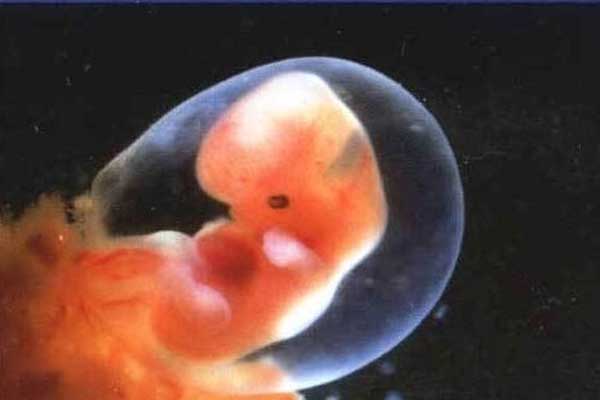 西双版纳借卵生子是不是很荒唐_试管婴儿成功移植后，最早多久可以验孕呢？