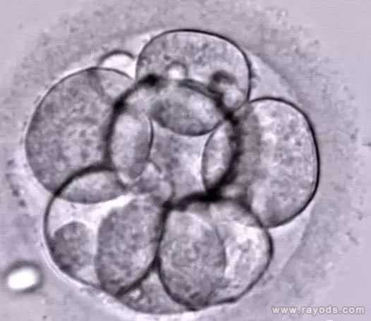 和田55岁供卵怀孕了_和田四十六岁供卵移植成功率_关于试管婴儿胚胎质量等级