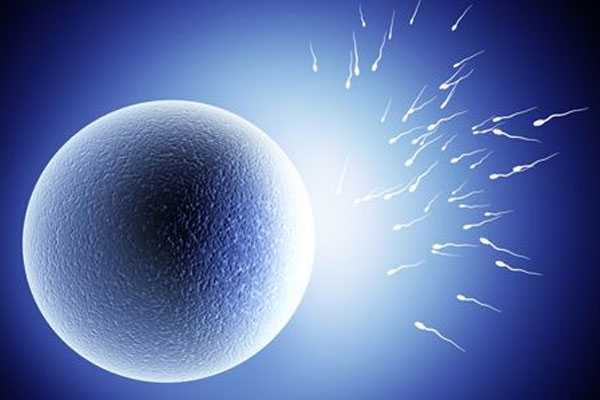 营口卵巢早衰借卵生孩子_营口哪里能借卵做试管_卵巢早衰,amh0.7,8个卵泡,做试管