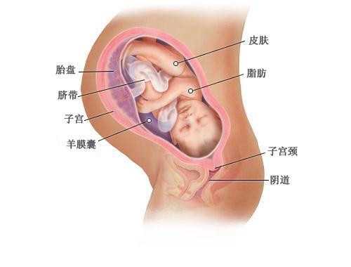 安顺代孕犯法吗_安顺代孕服务最好_想生二胎做泰国试管婴儿应该怎么办?